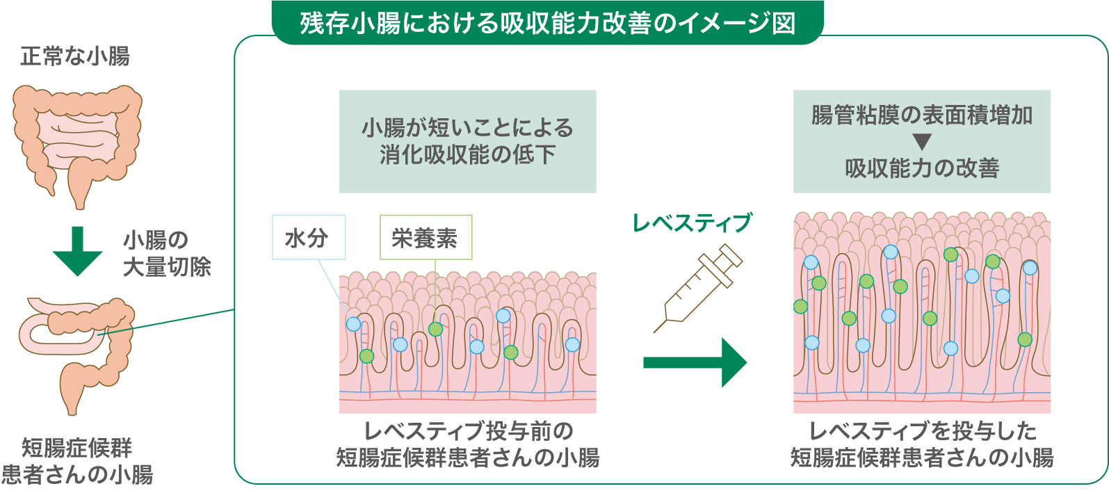 レベスティブの作用